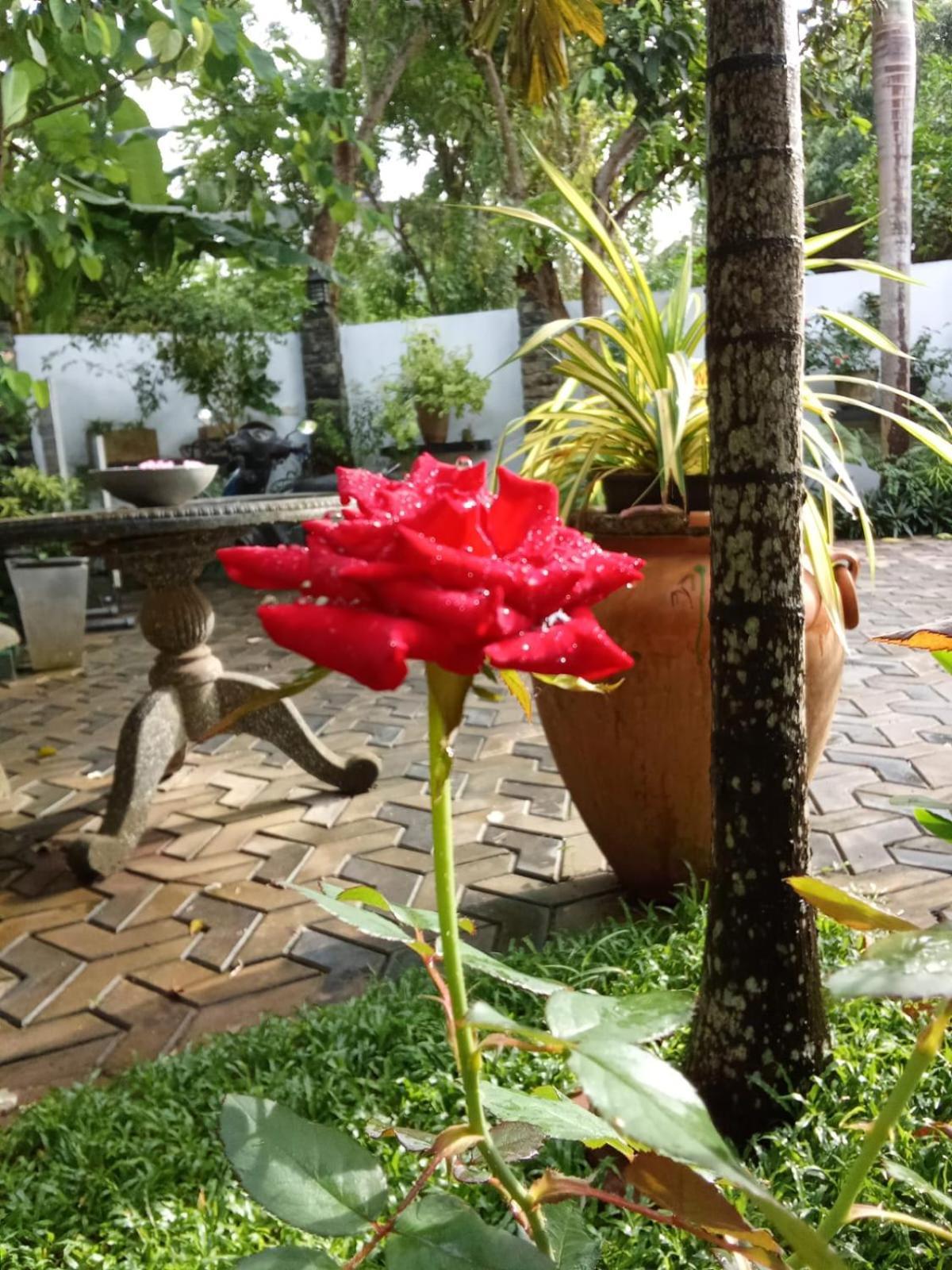Awon Mirissa Hotel Kültér fotó